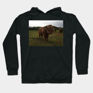 Scottish Highland Cattle Bull With Big Horns 2094 Hoodie